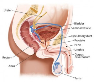 Male Sexual Anatomy